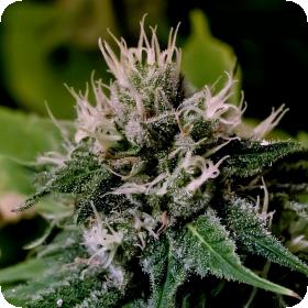 Critical Express Autoflowering Feminised Seeds Critical Express Autoflowering Feminised Seeds